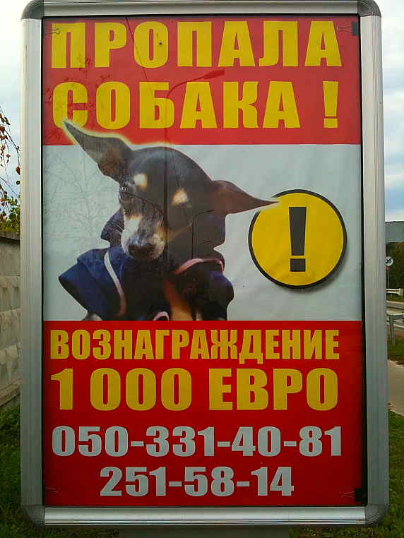 sobaka puscha1