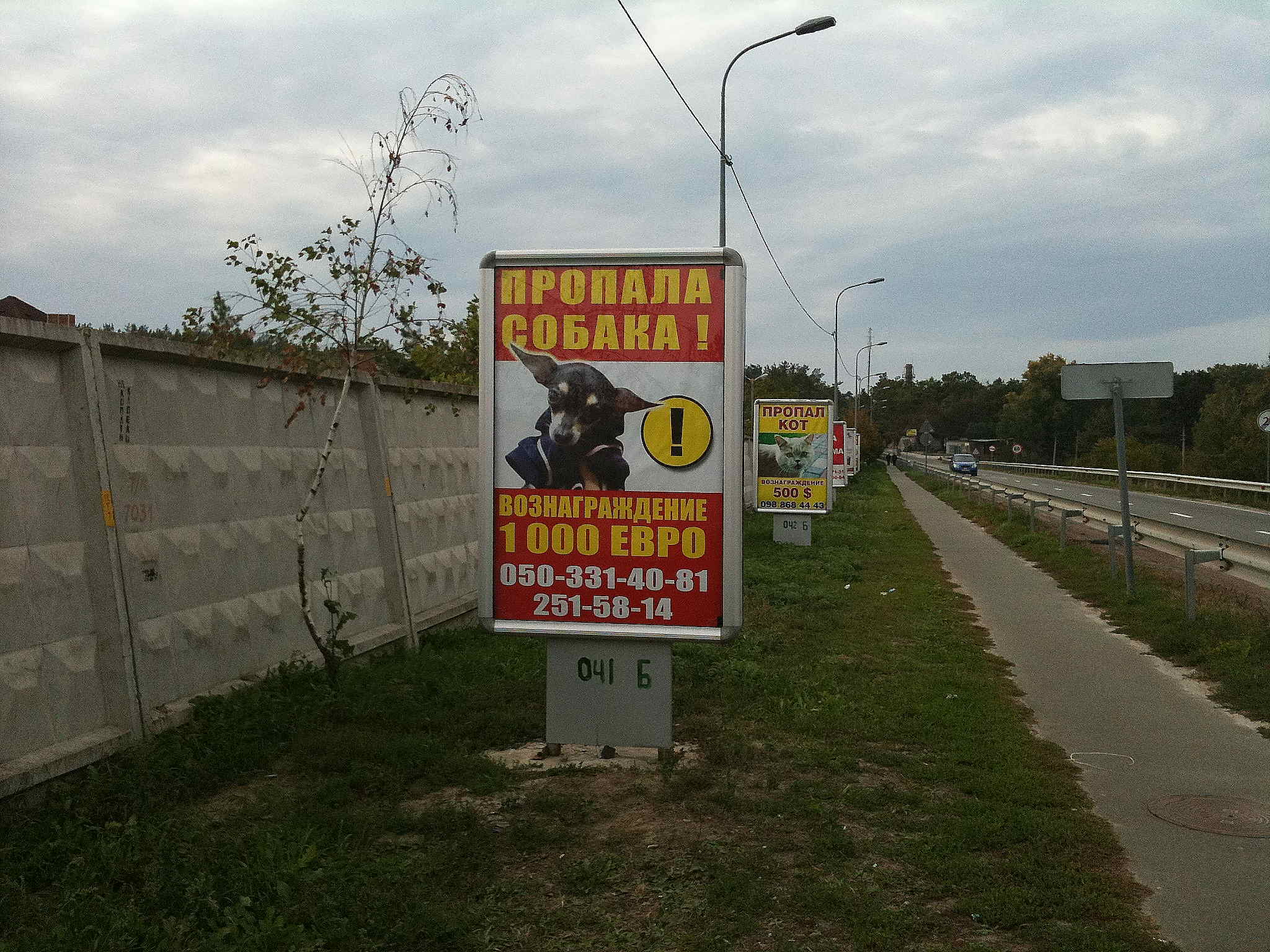sobakaikot11